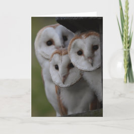 Barn owls schotlandkaart kaart