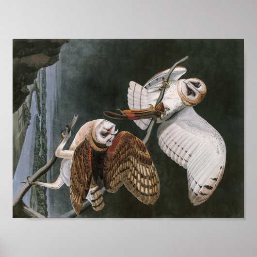Barn Owls, the Birds of America John James Audubon Poster (Voorkant)