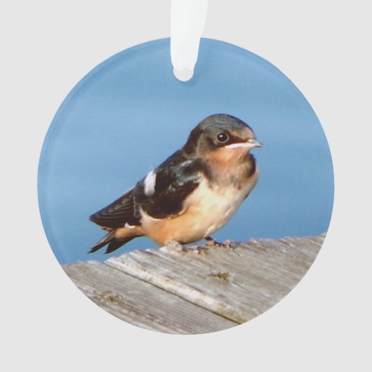 Barn Swallow acrylornament Ornament (voorkant)