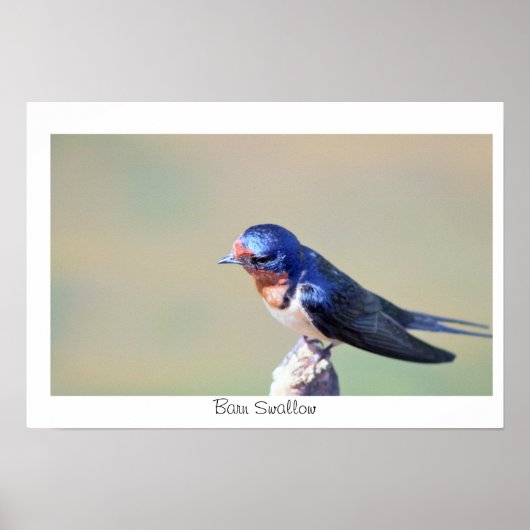 Barn Swallow Bird Photo Poster (Voorkant)