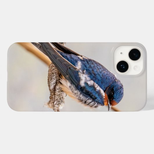 Barn Swallow Blue Bird Fotografie, Canadees Case-Mate iPhone Case (Achterkant (horizontaal))