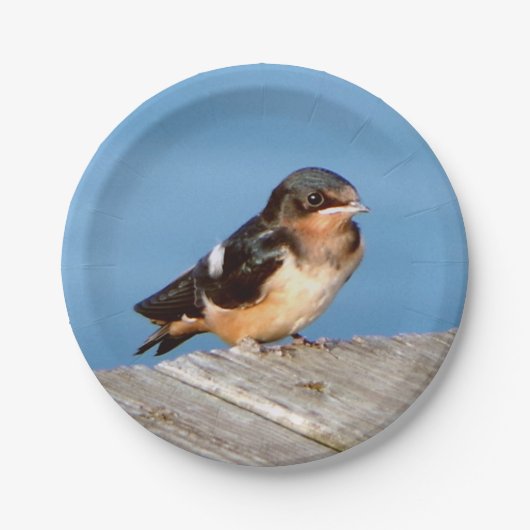 Barn Swallow-bord Papieren Bordje (Voorkant)