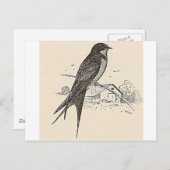 Barn Swallow Briefkaart (Voorkant / Achterkant)