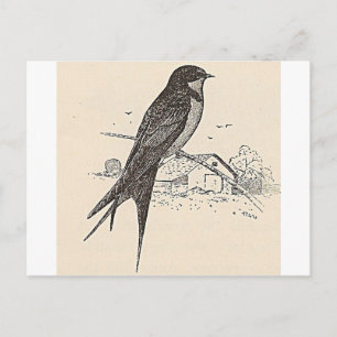 Barn Swallow Briefkaart