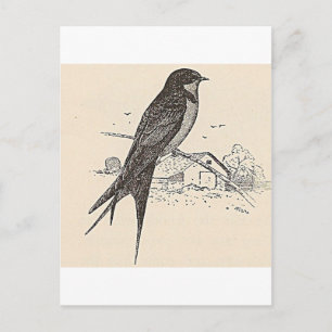 Barn Swallow Briefkaart