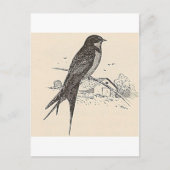 Barn Swallow Briefkaart (Voorkant)