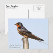 Barn Swallow Briefkaart (Voorkant / Achterkant)