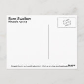 Barn Swallow Briefkaart (Achterkant)