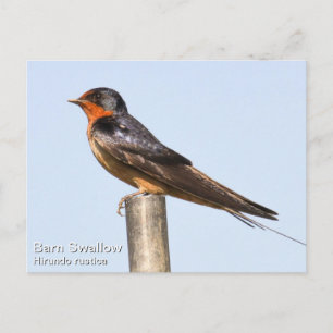 Barn Swallow Briefkaart