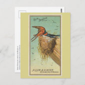 Barn Swallow Briefkaart (Voorkant / Achterkant)