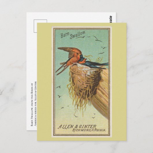 Barn Swallow Briefkaart (Voorkant / Achterkant)