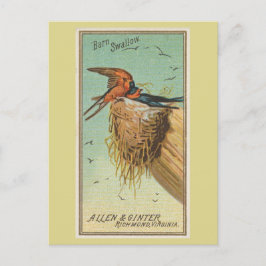 Barn Swallow Briefkaart