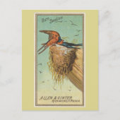 Barn Swallow Briefkaart (Voorkant)