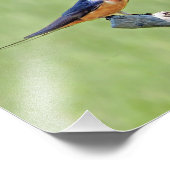 Barn Swallow-foto Foto Afdruk (Hoek)
