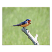 Barn Swallow-foto