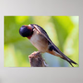 Barn Swallow Grooming Poster (Voorkant)