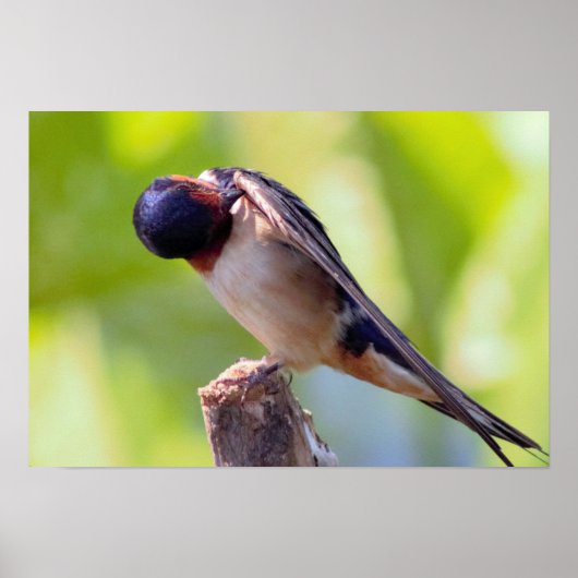Barn Swallow Grooming Poster (Voorkant)