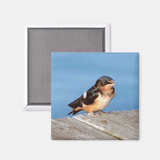 Barn Swallow magnet (Voorkant / Achterkant)