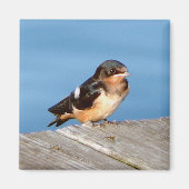 Barn Swallow magnet (Voorkant)