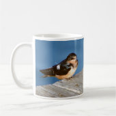 Barn Swallow mok (Links)