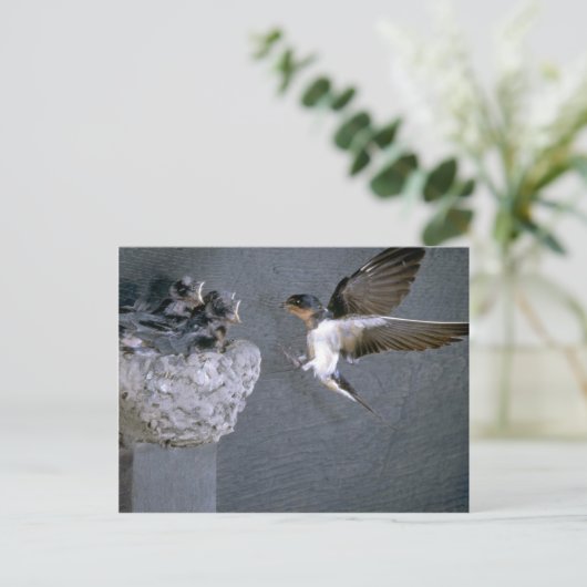 Barn Swallow nadert nest Briefkaart (Staand voorkant)