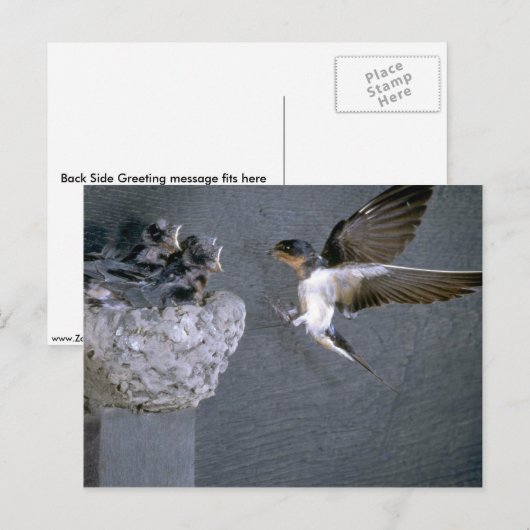 Barn Swallow nadert nest Briefkaart (Voorkant / Achterkant)