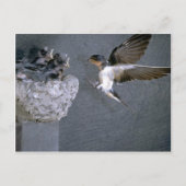 Barn Swallow nadert nest Briefkaart (Voorkant)
