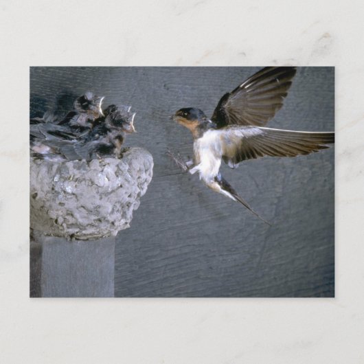 Barn Swallow nadert nest Briefkaart (Voorkant)