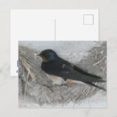 Barn Swallow op Nest DIY Briefkaart (Voorkant / Achterkant)