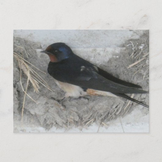 Barn Swallow op Nest DIY Briefkaart (Voorkant)