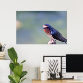 Barn Swallow Photo Poster (Thuiskantoor)