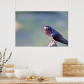 Barn Swallow Photo Poster (Keuken)