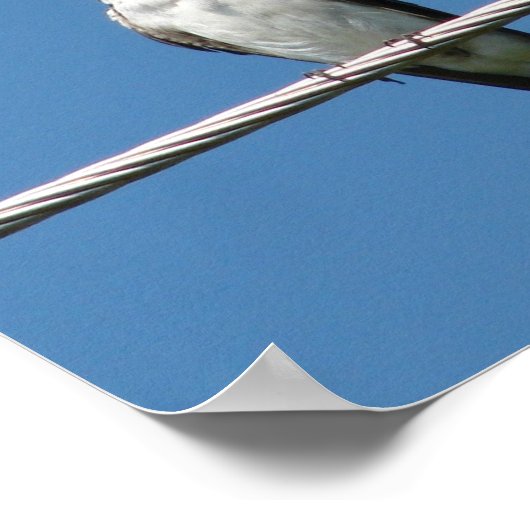 Barn Swallow Poster (Hoek)