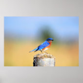 Barn Swallow Poster (Voorkant)