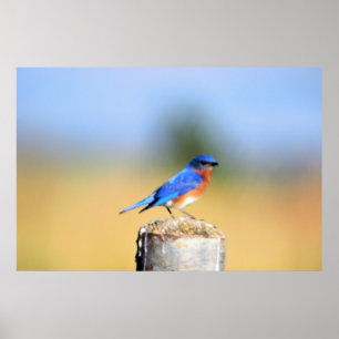 Barn Swallow Poster