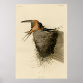 Barn Swallow Poster (Voorkant)