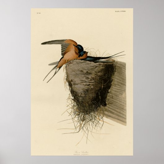 Barn Swallow Poster (Voorkant)