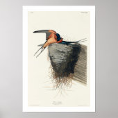 Barn Swallow, Poster Audubon (Voorkant)