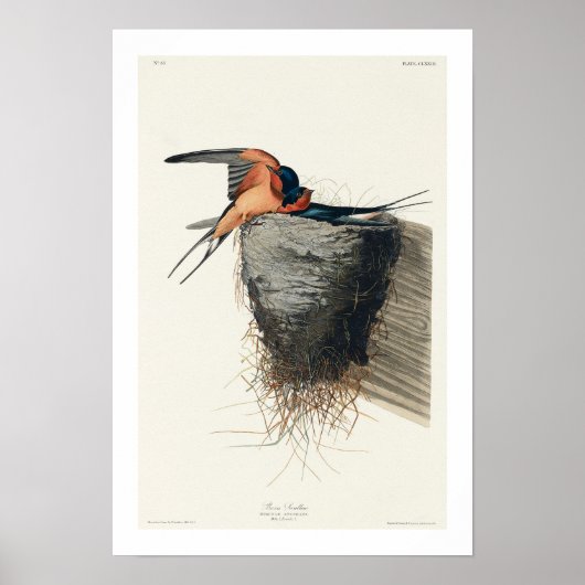 Barn Swallow, Poster Audubon (Voorkant)