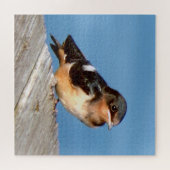 Barn Swallow puzzel (Horizontaal)