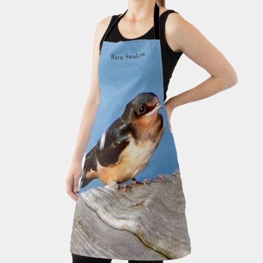 Barn Swallow schort (Insitu)