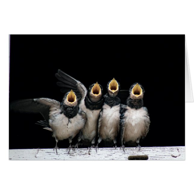 Barn Swallow Singing (Voorkant Horizontaal)