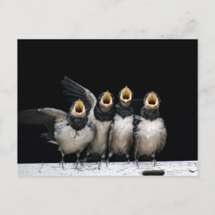 Barn Swallow Singing Briefkaart