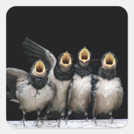 Barn Swallow Singing Vierkante Sticker