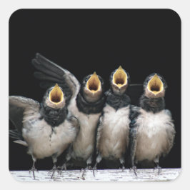 Barn Swallow Singing Vierkante Sticker