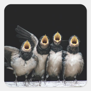 Barn Swallow Singing Vierkante Sticker