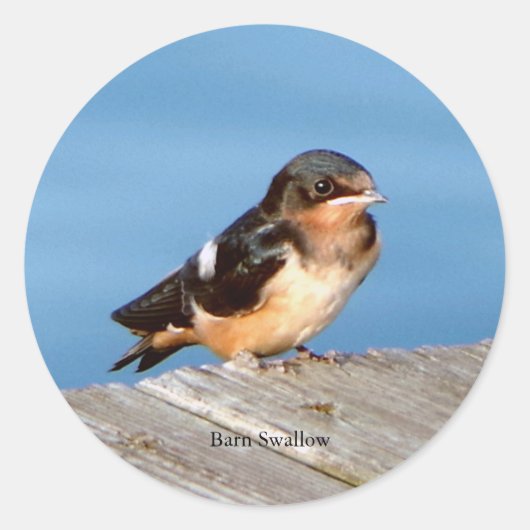 Barn Swallow sticker (Voorkant)