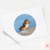 Barn Swallow sticker (Envelop)