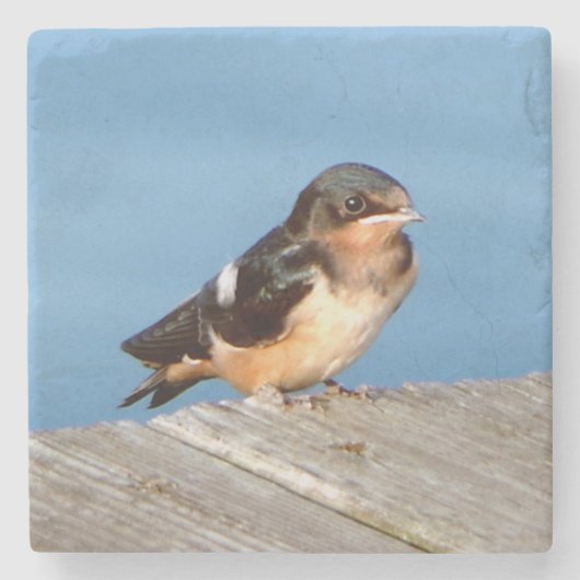 Barn Swallow stone onderzetter (Voorkant)