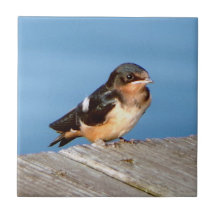 Barn Swallow-tegel